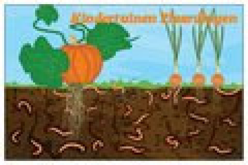 Stadslandbouw van Ruytenburch - Kindertuinen Vlaardingen